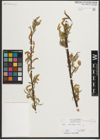 Foto von Salix melanopsis Nutt.